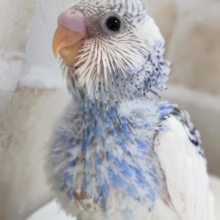 青と白がとってもグッド～🌤️ セキセイインコ(ブルーパイド)