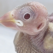 唯一無二キラッ～🐣 シナモン文鳥