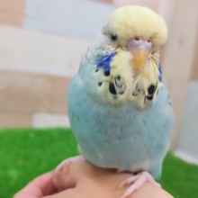 最新画像更新❤ターコイズブルー⁈ジャンボセキセイインコ入舎しました！