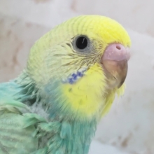 グリーンレインボーさん～🌈 セキセイインコ(パステルレインボー)