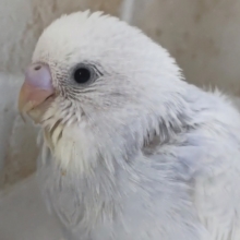 最新画像あり！ レアレアカラーさん～🌟 セキセイインコ