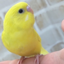 元気にまっきっき～🍋 セキセイインコ(黄ダブルファクター)