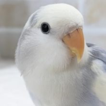 最新画像あり！ 色合いたまらない～✨ コザクラインコ(バイオレットオパーリンパイド)