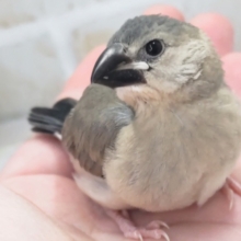 最新画像あり！ 可愛さ満開～🌸 桜文鳥