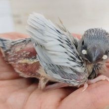 淡い色がカッコイイ✨シルバー文鳥のヒナ入荷しました❤