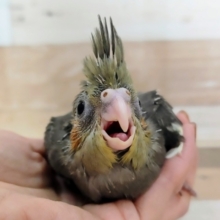 王道人気✨オカメインコのヒナ(ノーマル)入荷しました❤