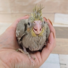 人気のカラー✨オカメインコのヒナ(シナモン)入荷しました❤