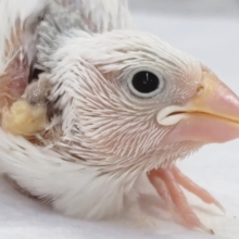 美っ美っと白よ～✨ 白文鳥