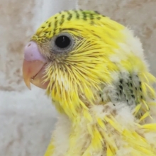 黄色マシマシ～💛 セキセイインコ(グリーンパイド)