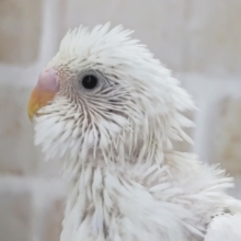 これが白のタブファク～🤍 セキセイインコ(白ダブルファクター)