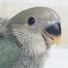 少し淡い感じ？のブルー🍒 コザクラインコ(ブルーチェリー)