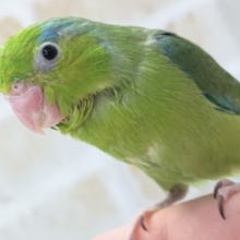 最新画像あり！ 緑のかわいいマメさん～💚 マメルリハインコ(ノーマル)