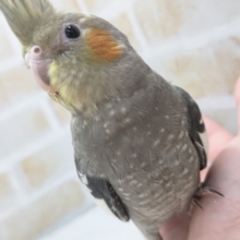 最新画像あり！ 全身のグレーが魅力～🩶 オカメインコ(ノーマル)
