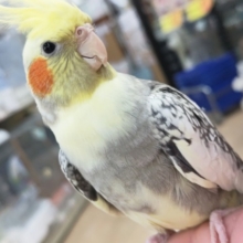 最新画像あり！組み合わせグッド～🌟　オカメインコ(パールパイド)