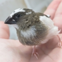 最新画像あり！ 白多めがかわいい～🫧 十姉妹
