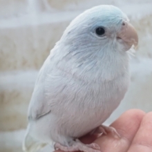 最新画像あり！　この色合い、たまらない～👊　マメルリハインコ(アメリカンホワイト)