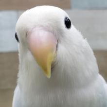 最新画像更新❤空模様☁コザクラインコのヒナ(バイオレットオパーリンパイド)入荷しました❤