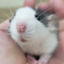 かわいい～ハスキー柄のファンシーラット入荷です。