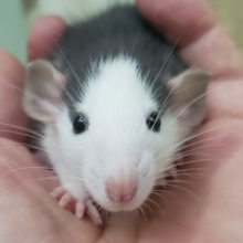 かわいい～ハスキー柄のファンシーラット入荷その2
