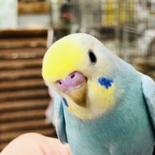 【最新画像更新☆☆】この淡いカラーがステキ！！　セキセイインコ