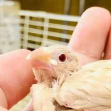 人気の文鳥！！　淡いカラーがグッとです♪♪　シナモン文鳥