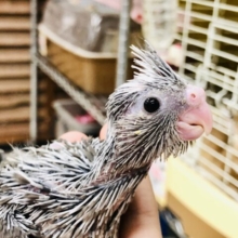 ウブウブなヒナが入舎！　オカメインコ