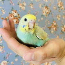 眩いお色にうっとり💚💛手乗りセキセイインコ(レインボー)🫧