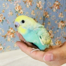 眩インコ❤︎とっても綺麗です🫧手乗りセキセイインコ(レインボー)✨