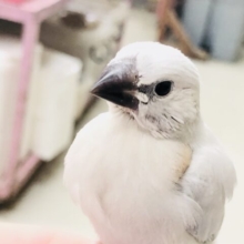渋いカラーはお好きですか～？？　シルバー文鳥