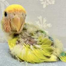 暖かイエロー💛🌼 コザクラインコ タイガーチェリー  2023年10月生まれ