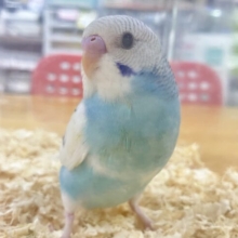 ✨️最新画像あります✨️ぺたりん♥️ セキセイインコ(パイド)2023年9月生まれ