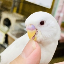 人気のホワイトカラー　少し早いけどクリスマスカラー？？　セキセイインコ