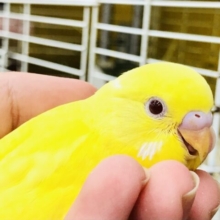 ぱっちりストロベリーアイ♪♪　セキセイインコ