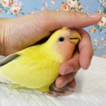 最新画像🌟まんまるクリクリおめめ❤︎愛しのプリティーコザっちです❤︎❤︎