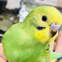 ＴＨＥセキセイインコ　グリーンオパーリン