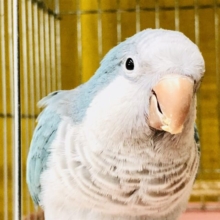 人気のブルー！！少～し緊張しています・・・　オキナインコ