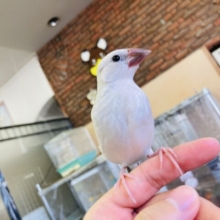 最新画像🌟一人餌です❤︎最高に人懐こい❤︎手乗りシルバー文鳥さん🪶✨