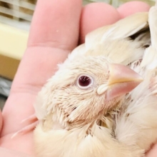 あの！！人気色が流山店にもついに・・・　シナモン文鳥