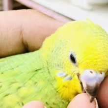 さっぱり果実カラー　セキセイインコのスパングル柄です！！