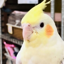 【最新画像更新☆☆徐々にあまあまさん】さぁウブウブ元気いっぱいオカメちゃん！！　入舎したばかりだよね？？
