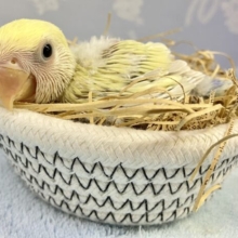 優しいお色💛 コザクラインコ(シナモン)2023年9月生まれ