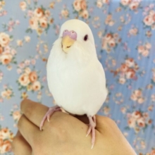 最新画像🌟魅力満天💫美しく最高に愛らしい❤︎アルビノさんが入舎です🪶✨
