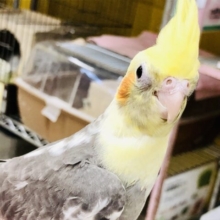 パイドカラー　１０羽１０色が特徴カラーです！！　オカメインコ