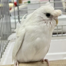 ❣️最新画像あります❣️美白‎🤍羽衣セキセイインコ(ダブルファクター) 2023年7月生まれ