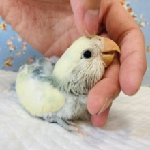 唯一無二の美しい色合い❤︎手乗りコザクラインコ(パイド)🪶✨