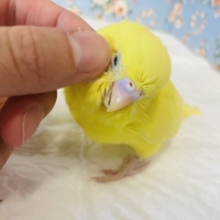 ﾃﾁﾃﾁﾃﾁ🐾かわいいの塊🐥❤︎手乗りセキセイインコ(ダブルファクタースパングル)🕊🫧