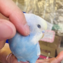 最新画像🌟激かわです❤︎柔らかクリーミー🫧❤︎手乗りセキセイインコさん(スカイブルー)🪶✨