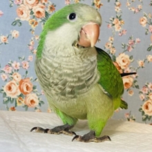 プリティすぎるモモヒキ❤︎ぷっくりまんまるです❤︎手乗りオキナインコ(グリーン)🌳🫧