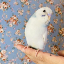 とってもかわいいブルーパイド🫧一人餌です🌟手乗りセキセイインコさん🫶🏻✨