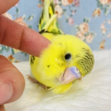 最新画像🌟最高級のかわいさです🥹❤︎手乗りセキセイインコ(イエローハルクイン)🪶✨